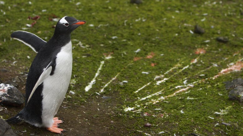 Penguin and some poop