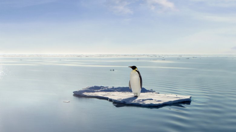 penguin