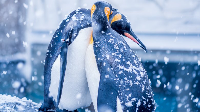 penguin