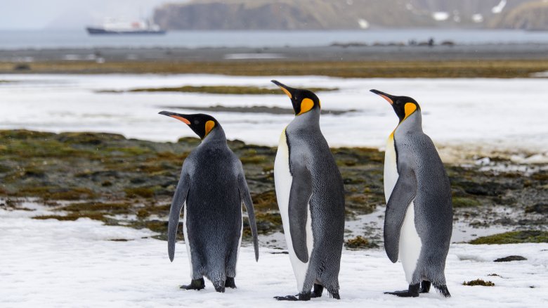 penguin