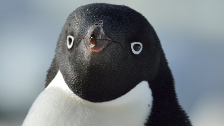 penguin
