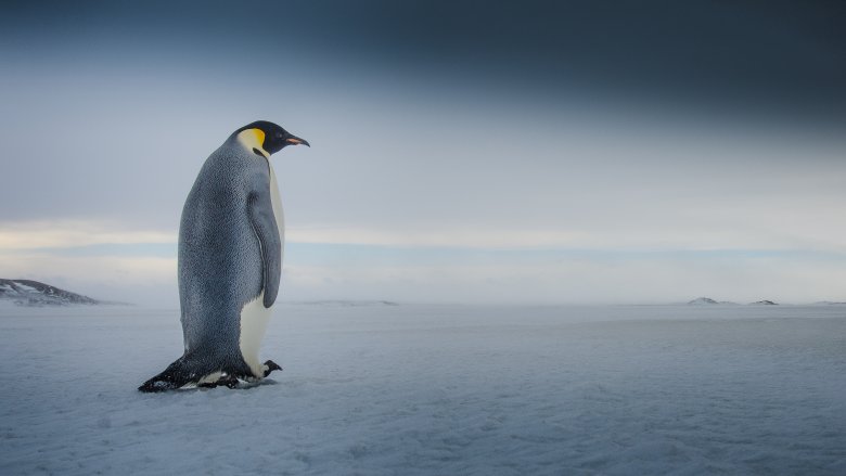 Penguin lost