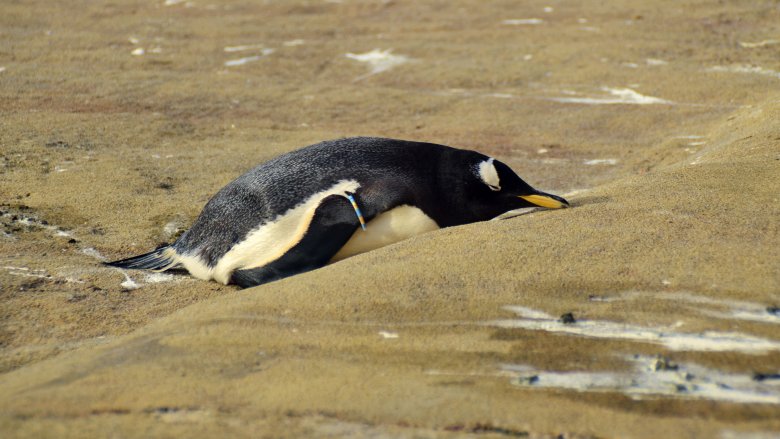 bored penguin