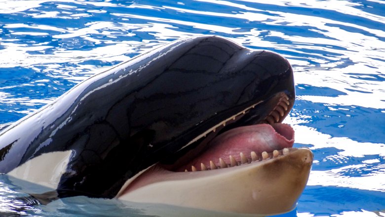 killer whale