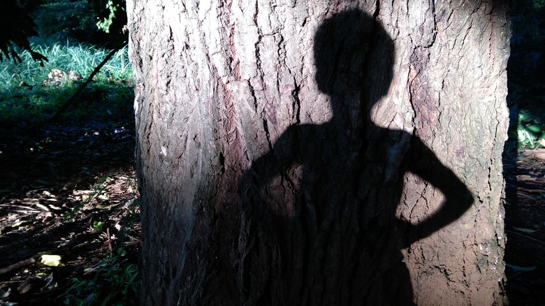 peter pan shadow on a tree