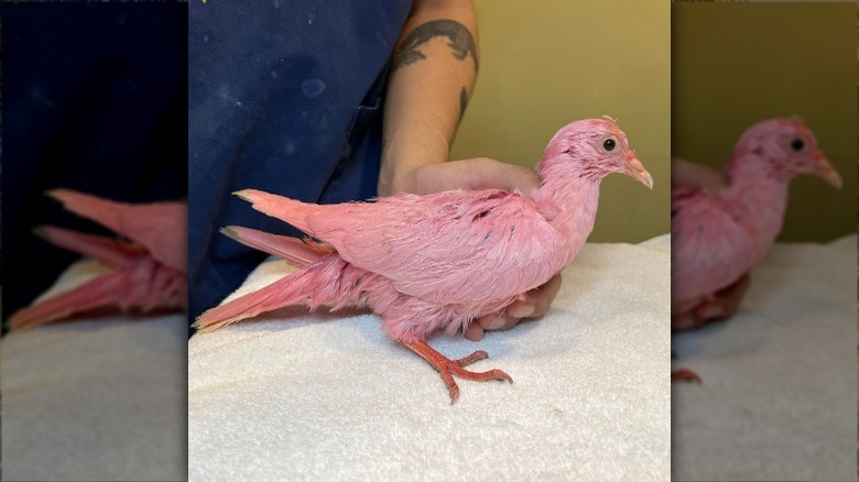 pink pigeon held in hand