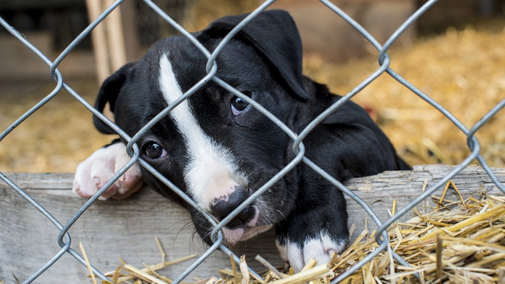 sad puppy