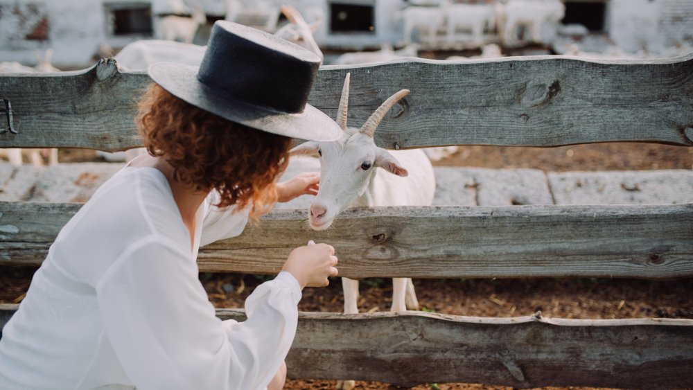 amish person