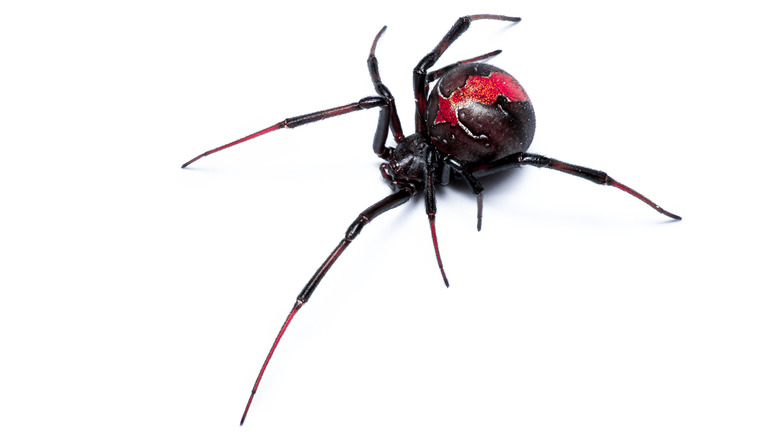 A Black Widow spider 