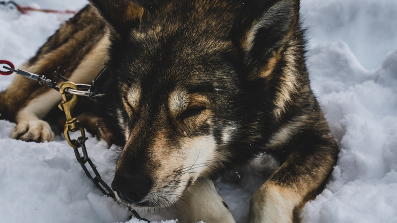 Alaskan husky sled dog, resting in the snow