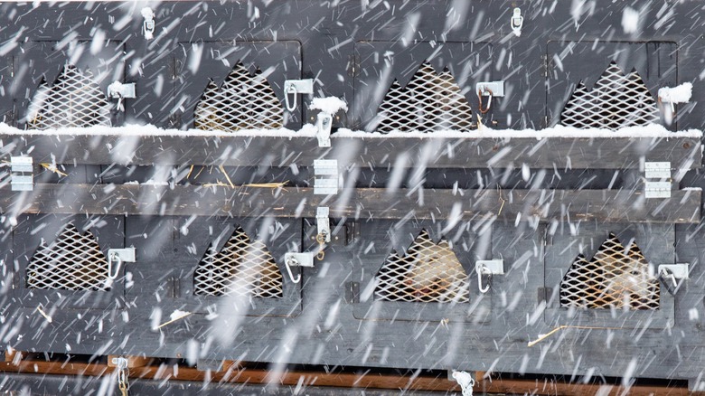 Sled dogs in cage on truck before Iditarod race with heavy falling snow