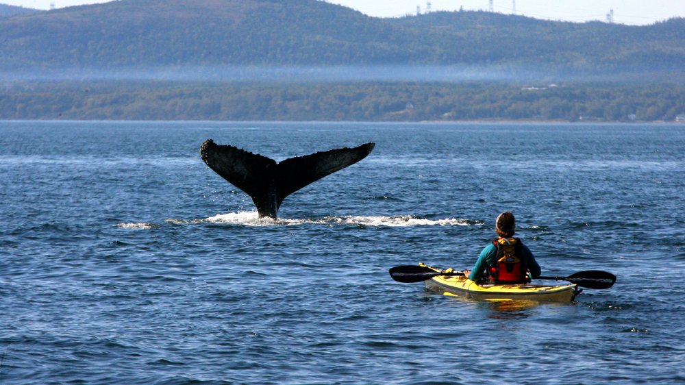 A kayaker encountering a humpback whale tail