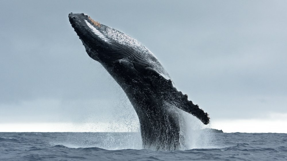 A humpback whale