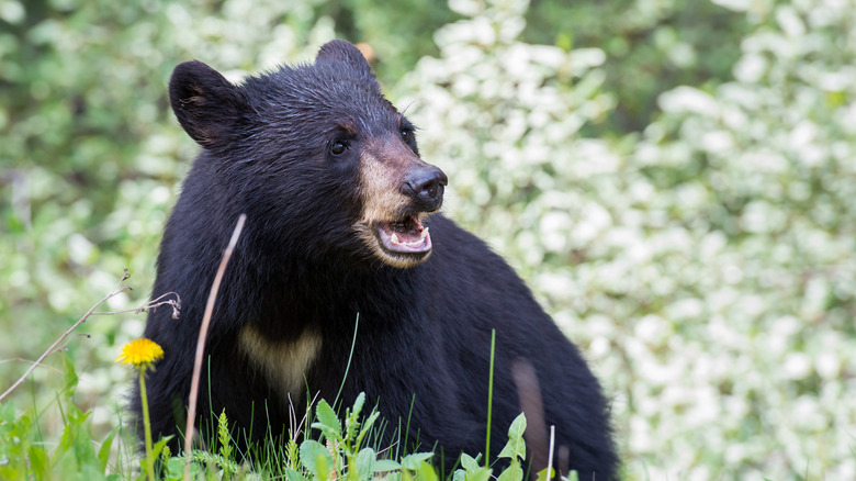 The Deadliest Bear Attacks In History