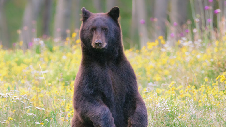 black bear looking at camera