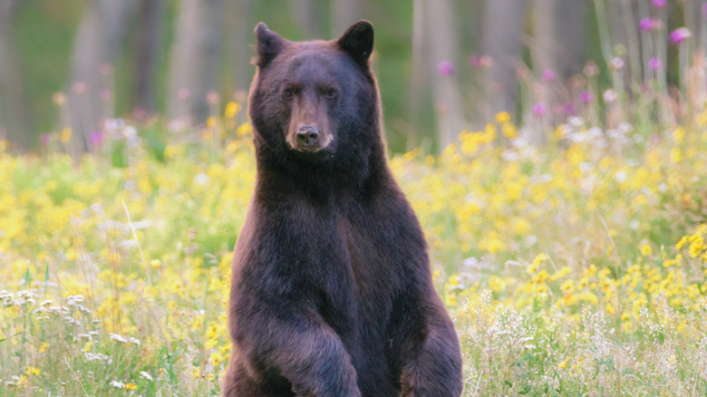 The Deadliest Bear Attacks In History