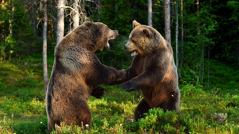 grizzly bears fighting