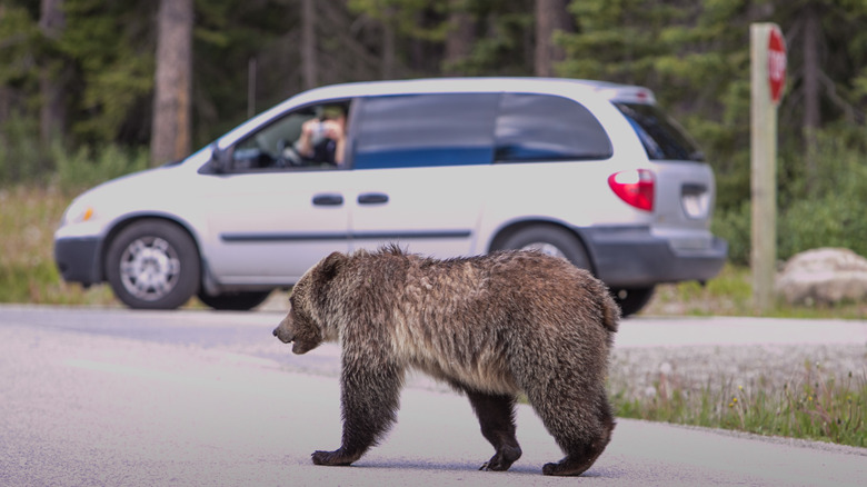 The Deadliest Bear Attacks In History