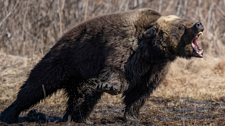 grizzly bear attacking