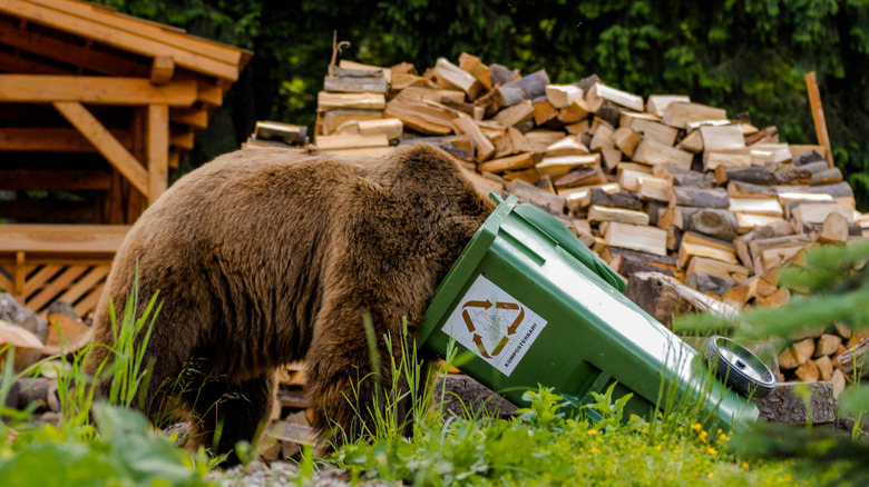 The Deadliest Bear Attacks In History