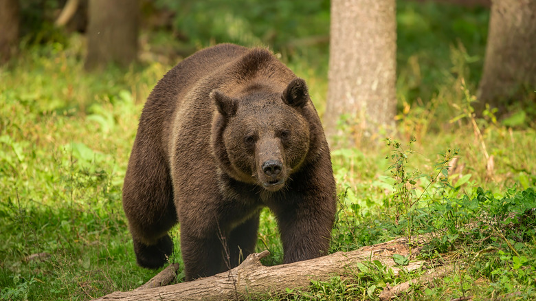 grizzly bear walking