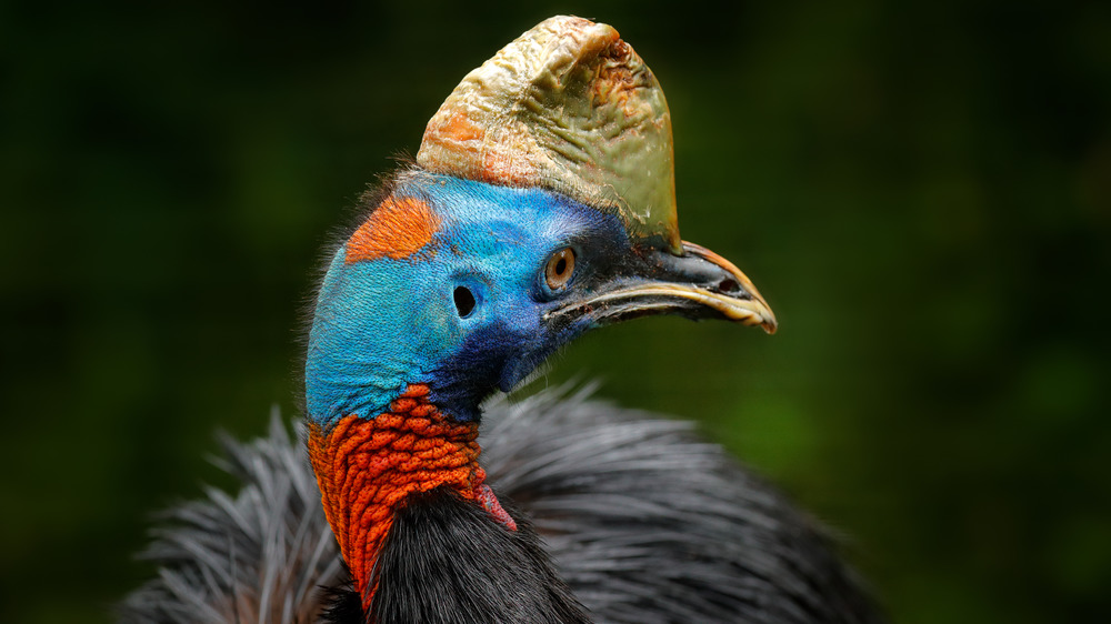 Cassowary with blue head