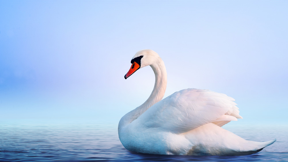 Mute swan on water.