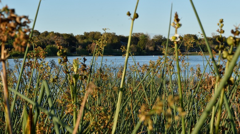 Vegetation in Ocoee near lake