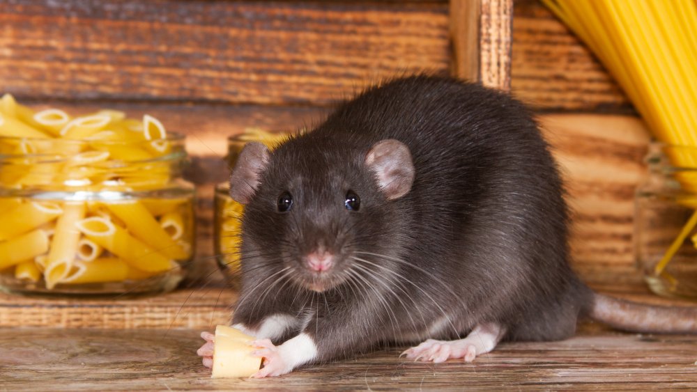 Lassa fever, deadly virus