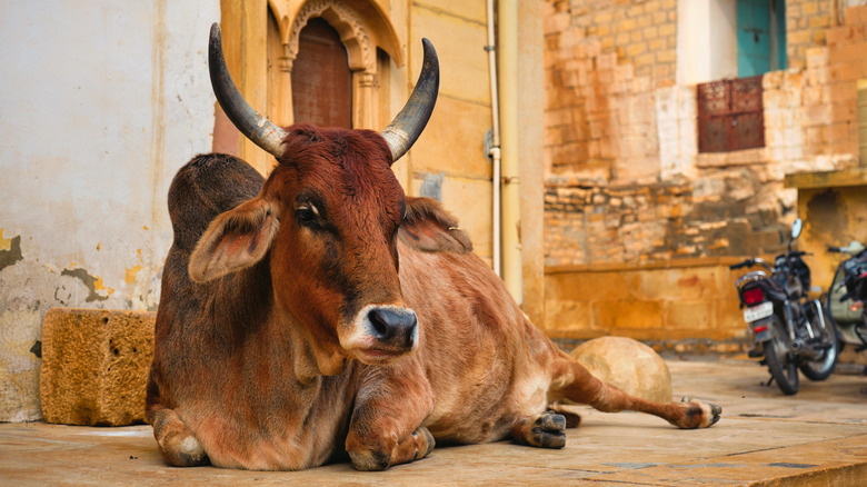 Indian cow laying down 