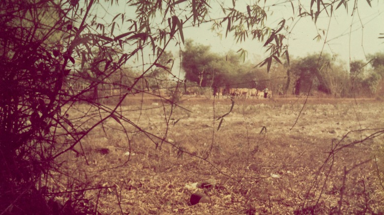 livestock in field in vietnam