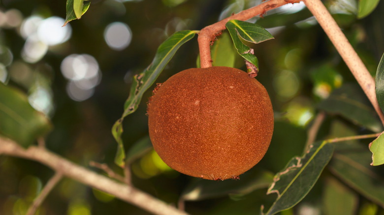 Chaulmoogra fruit 