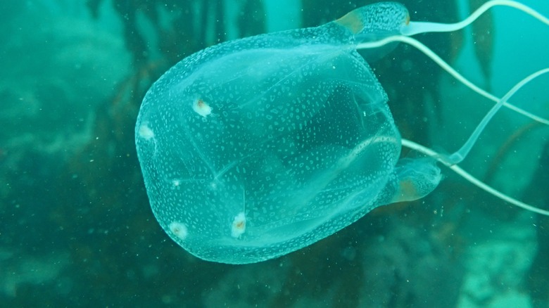 Box jellyfish