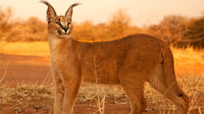 Caracal cat