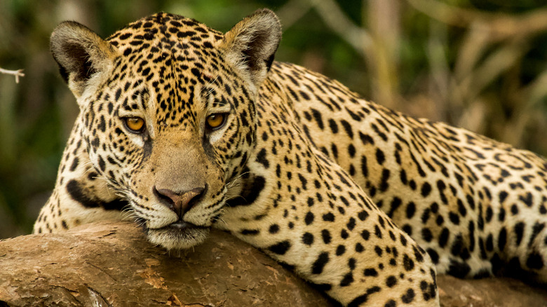 Jaguar in tree