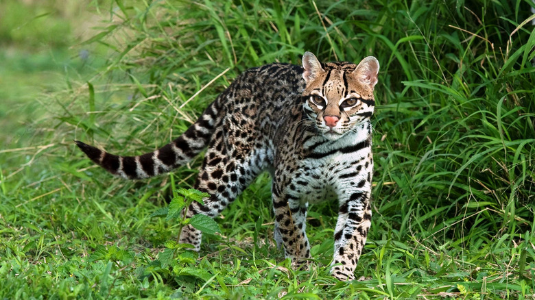 Ocelot