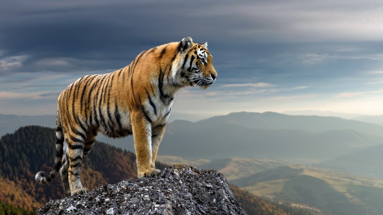 Tiger on a mountain