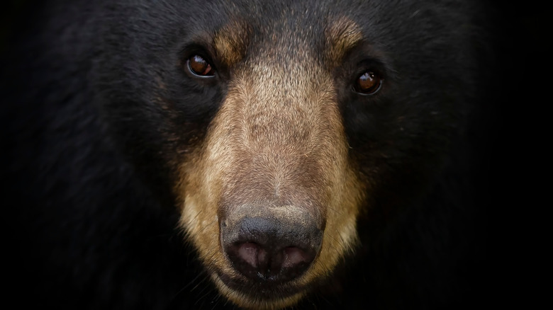 Close up of black bear face