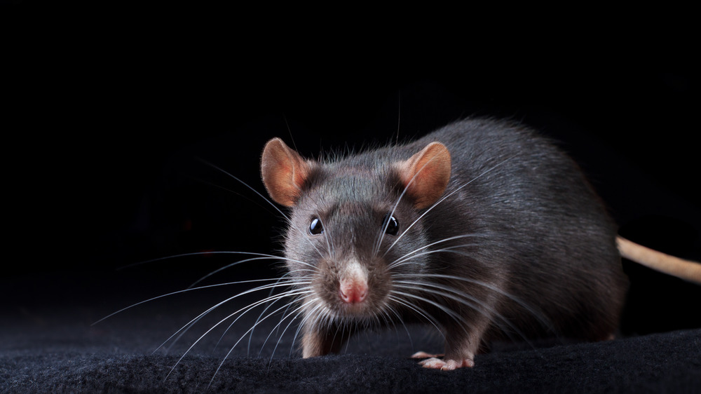 Black rat