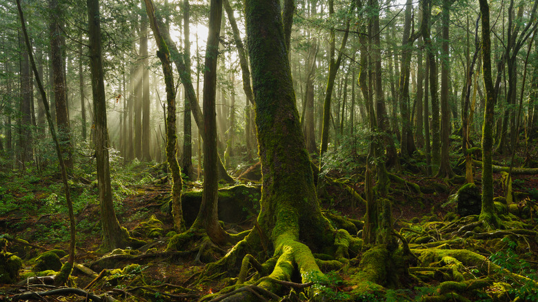 Aokigahara deep woods