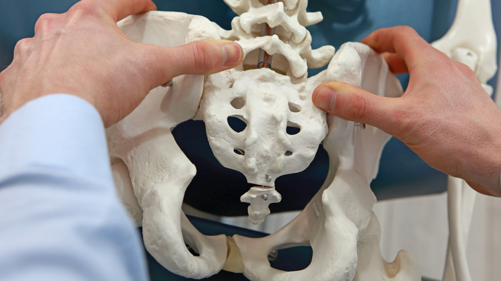 pelvis