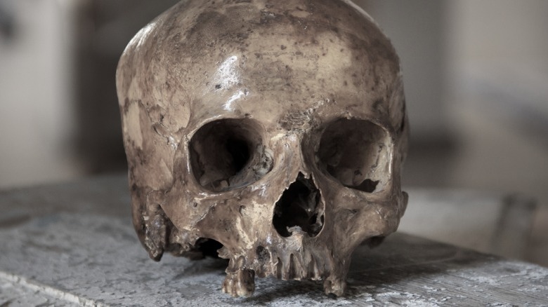 human skull on bench
