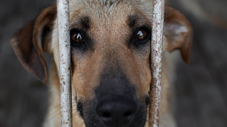 Dog behind bars