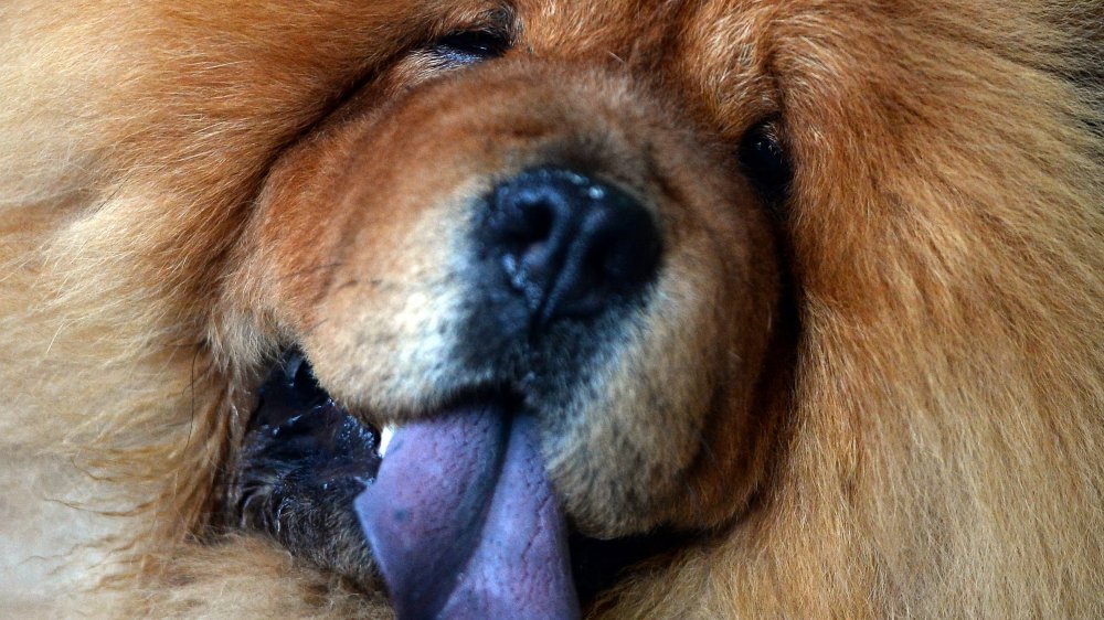 chow chow