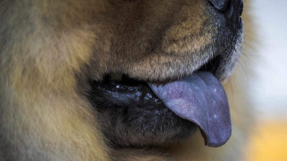 chow chow tongue