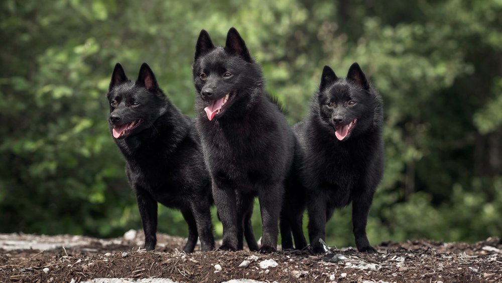 Schipperke family group