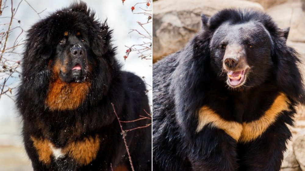 Mastiff bear sales