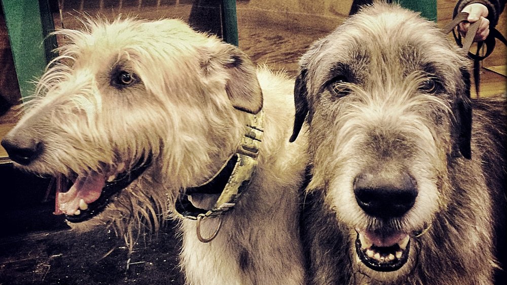 irish wolfhounds