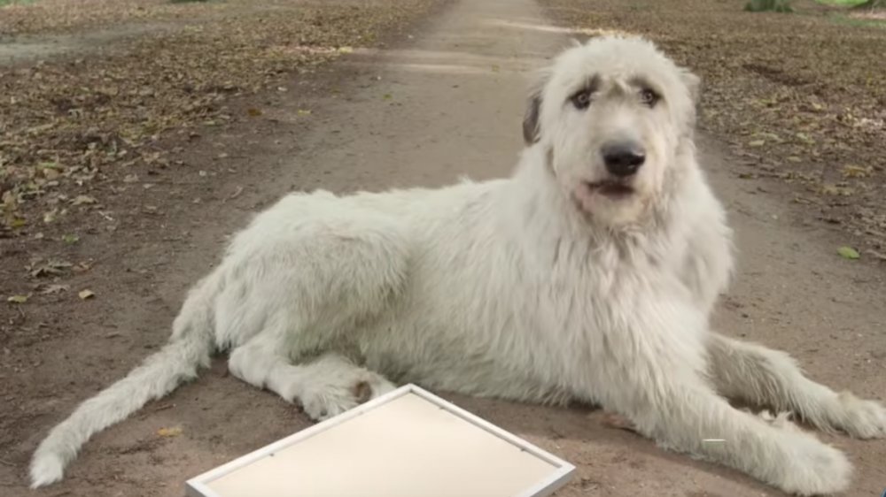 Keon Irish wolfhound