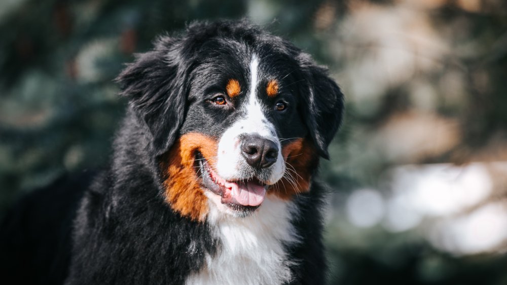 big dog